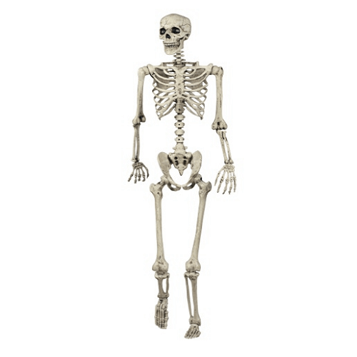 Human-Skeleton-5-Feet-Indian-Fiber-Glass