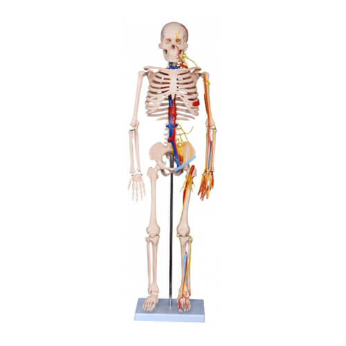 Human-Skeleton-85cm-with-Nerves-and-Blood-Vessels