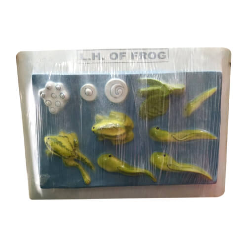 Life-Cycle-of-Frog-Model