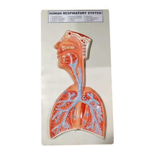 Model-of-Human-Respiratory-System-on-Board